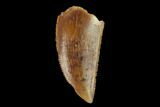 Serrated, Raptor Tooth - Real Dinosaur Tooth #133412-1